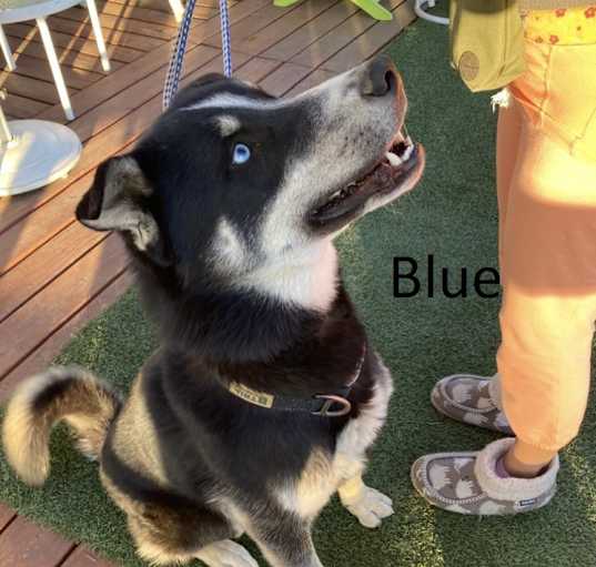 Photo of Blue