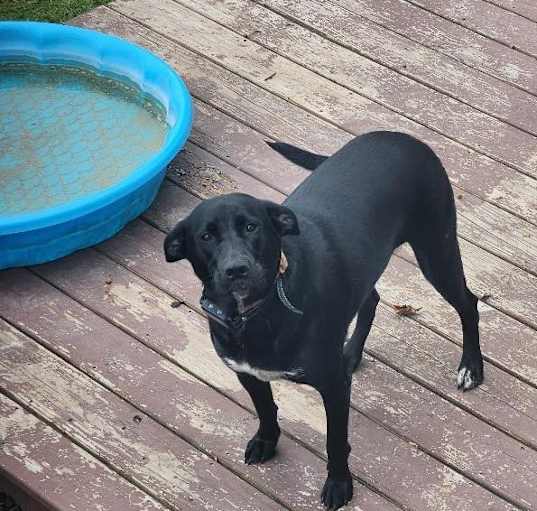 Photo of Onyx