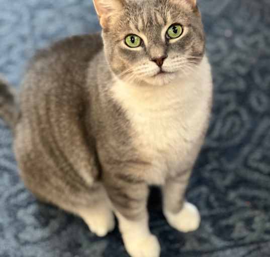 Photo of Baloo