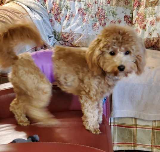 Photo of Muffin