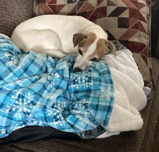 Photo of Oliver