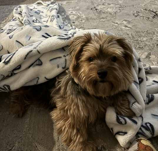 Photo of chewy