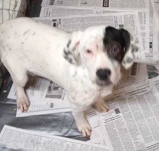 Photo of Buster
