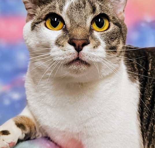 Photo of Sweetie- RC PetSmart