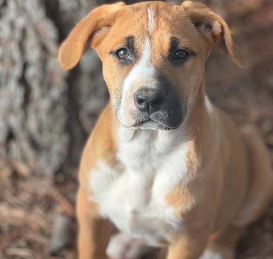 Photo of Remi