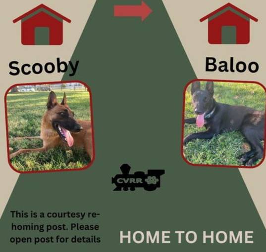 Photo of *Scooby & Baloo (Home to Home)