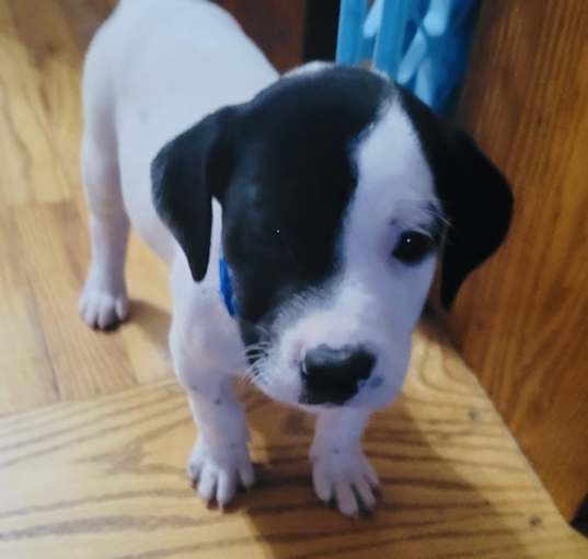 Photo of Petey