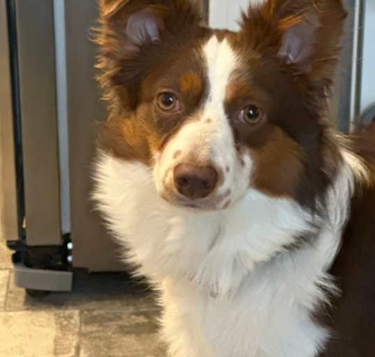 Photo of Penny