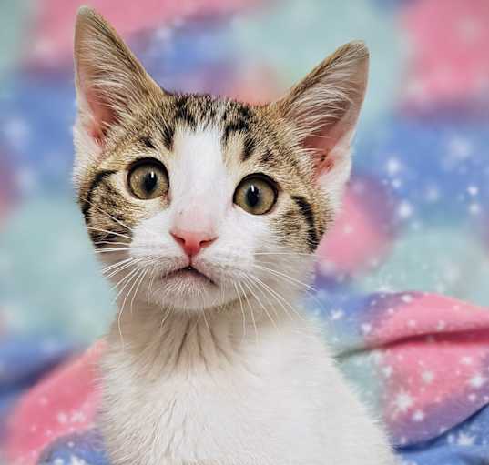 Photo of Panda- RC PetSmart