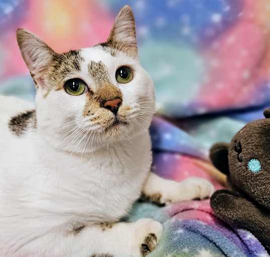 Photo of Monkey- RC PetSmart