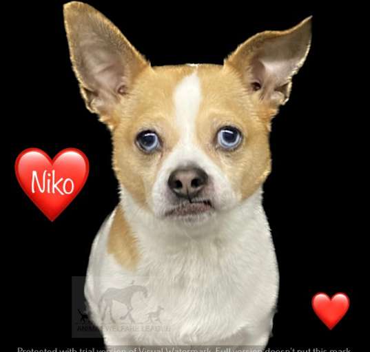 Photo of NIKO