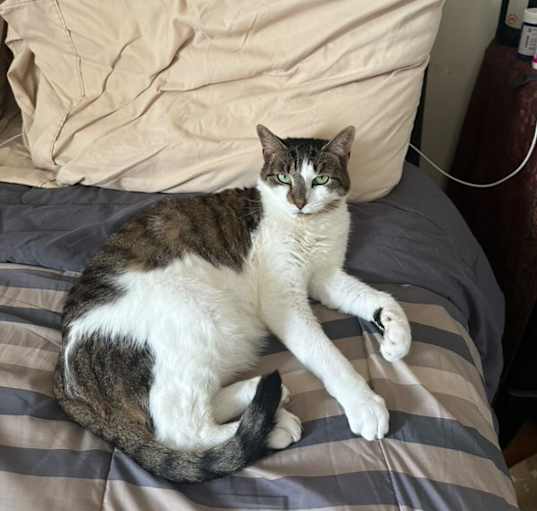 Photo of gunnie