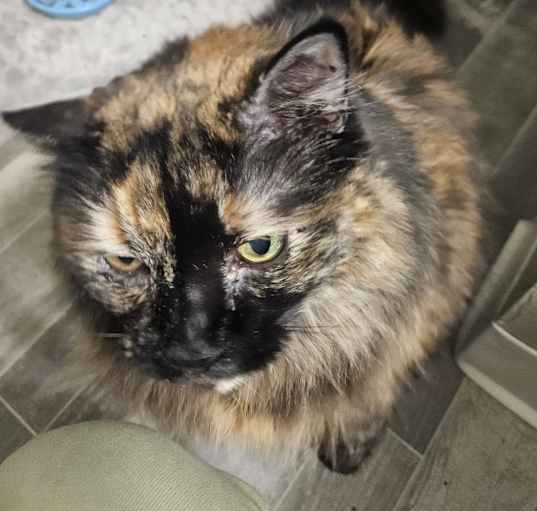 Photo of Princess