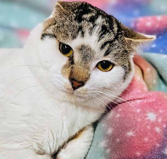Photo of Magic- RC PetSmart