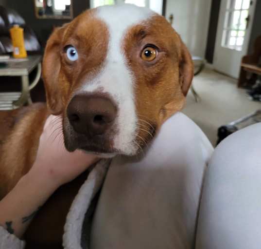 Photo of Oliver