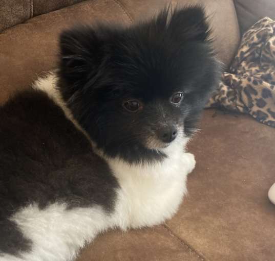Photo of Diesel
