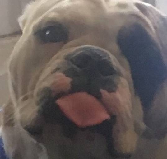 Photo of Bubba