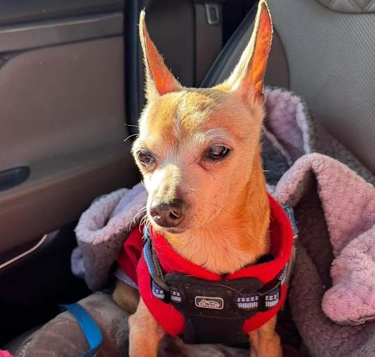 Photo of Buck
