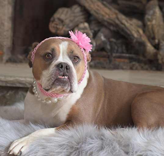 Photo of Ethel! Dog friendly!