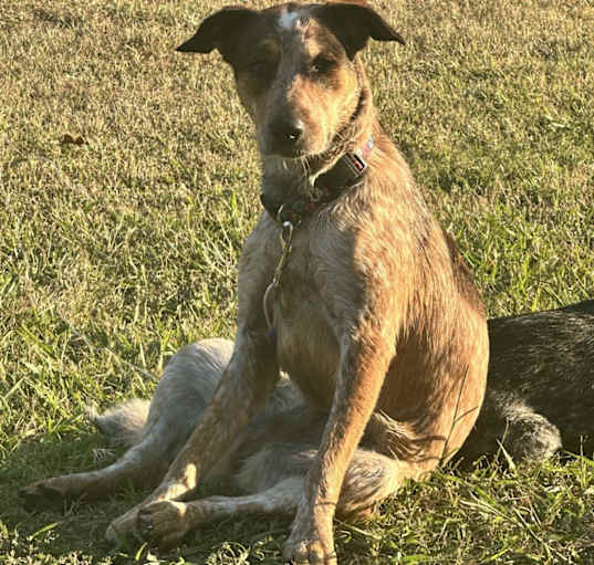 Photo of Roxy