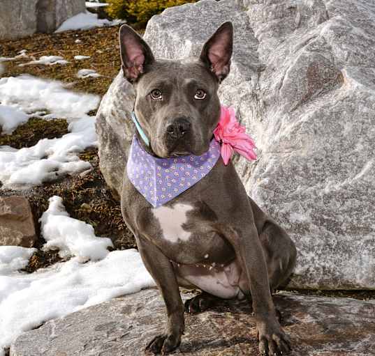 Photo of Topaz! Dog/Cat friendly!