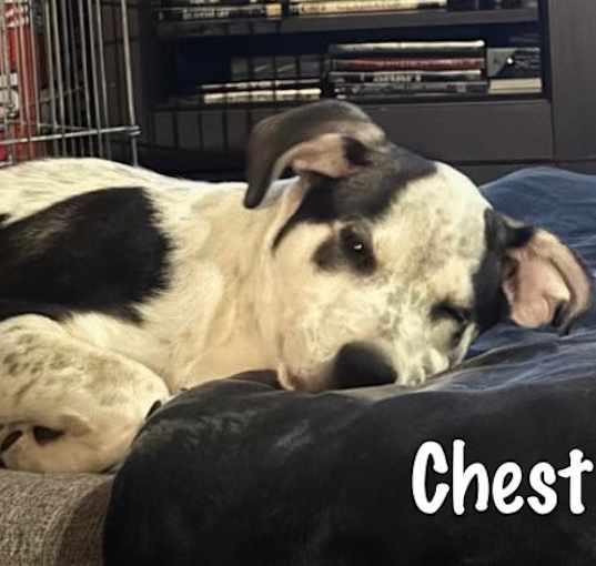 Photo of Chestnut