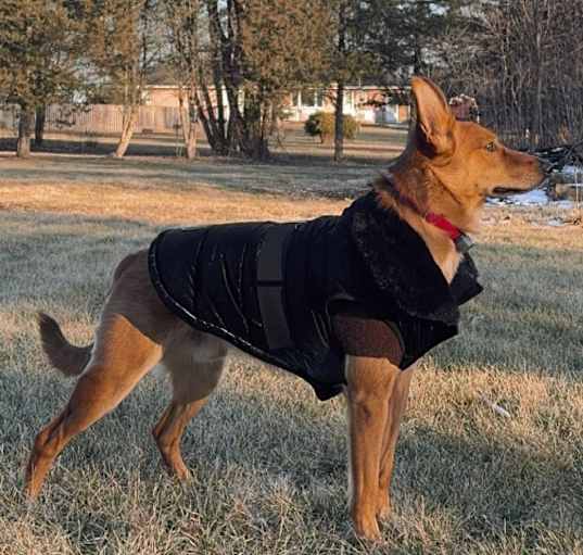 Photo of Canelo