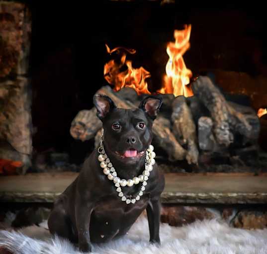 Photo of Faygo! DNA Tested!