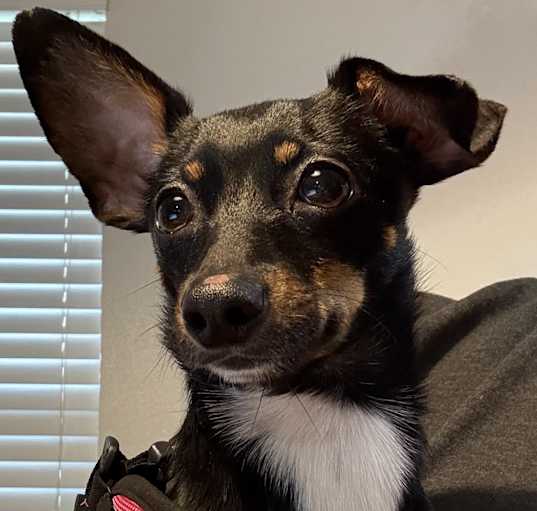 Photo of Herbie