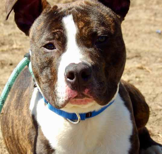 Photo of Rambo