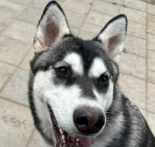 Photo of Shiloh