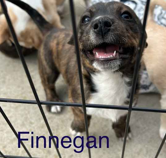 Photo of Finnegan