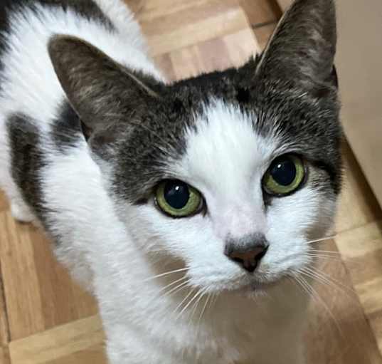 Photo of Preciosa/Precious