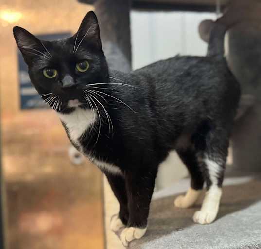 Photo of Bootsy