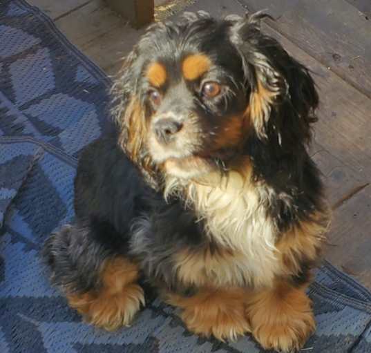 Photo of Misty. ADOPT PENDING