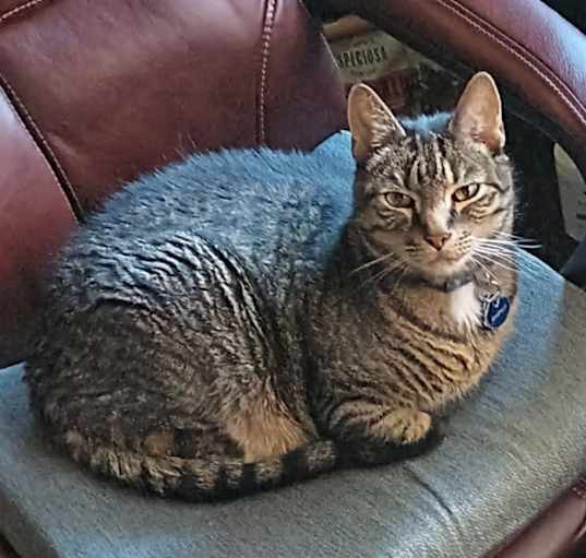 Photo of Apollo