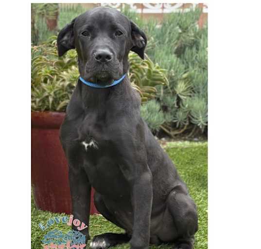 Photo of Diesel COH