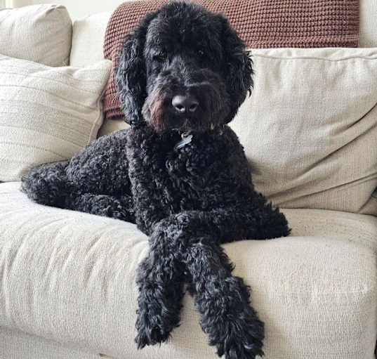 Photo of BLAZE