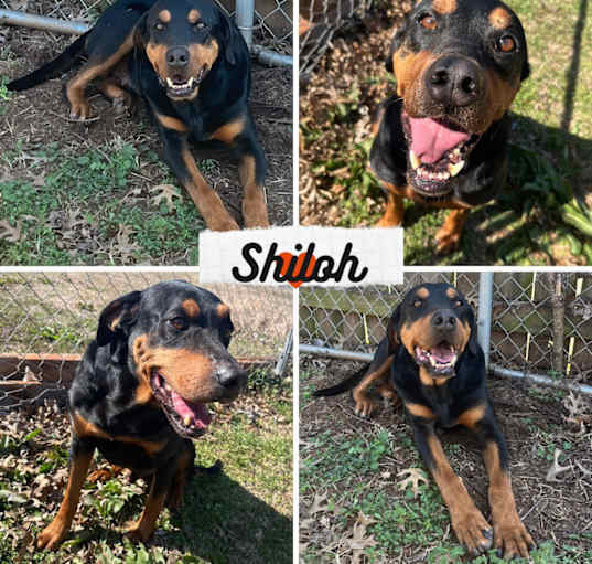 Photo of Shiloh