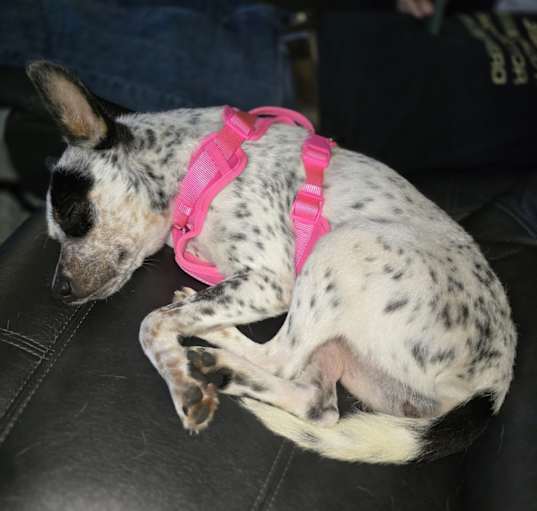 Photo of Dixie