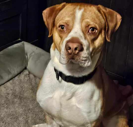 Photo of Dullie