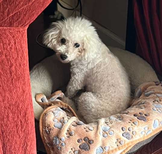 Photo of Savannah