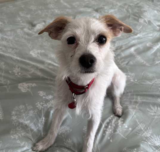Photo of Mini Mo