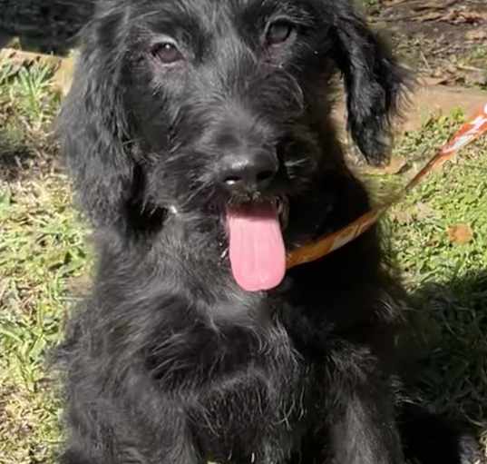 Photo of Lolli