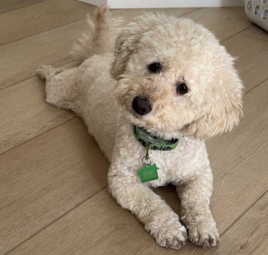 Photo of Chuck