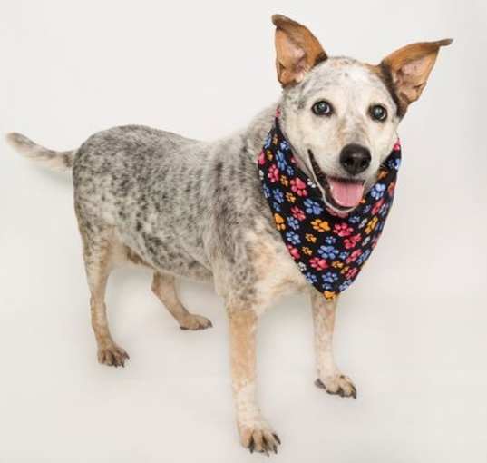 Photo of Maggie-Moo