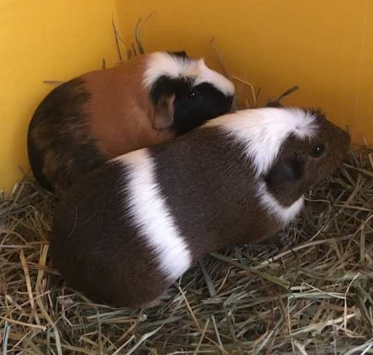 Photo of Bidoof ( living with Diglet)