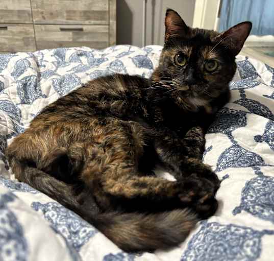 Photo of Cali