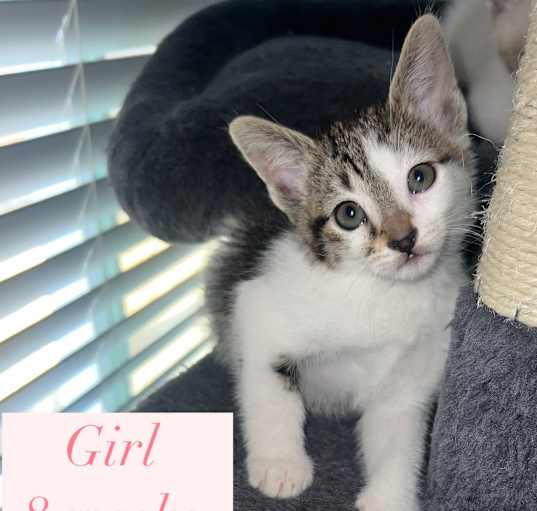 Photo of kittens