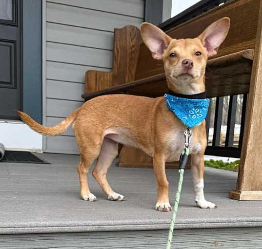 Photo of GNOCCHI   10 LB PUPPY   4-5 MOS   FOSTERED IN NJ